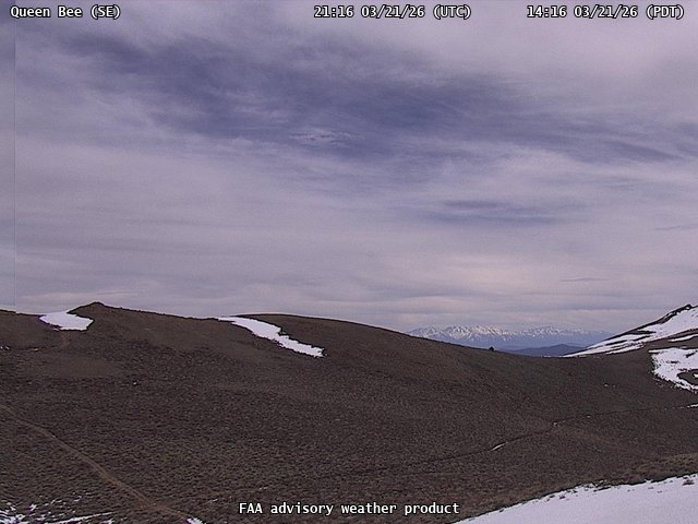 Queen Bee — SouthEast live webcam