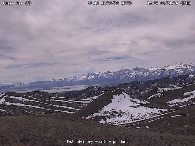 Queen Bee — South live webcam