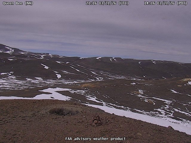 Queen Bee — NorthWest live webcam